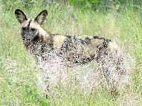 Wild Dog Wild Dog